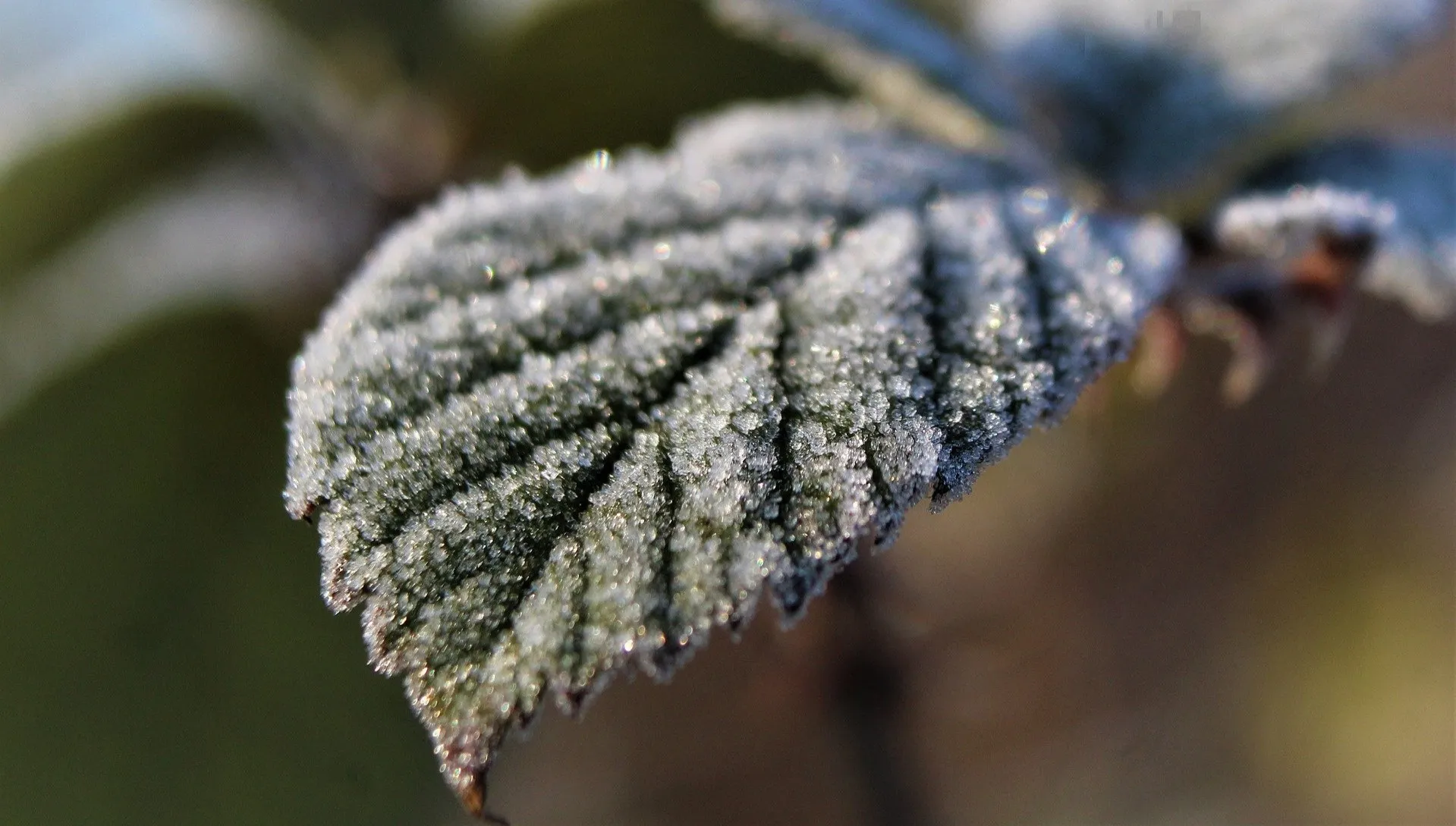 Przymrozki w jedenastu województwach