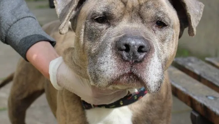 Nowe zasady adopcji w schronisku dla zwierząt