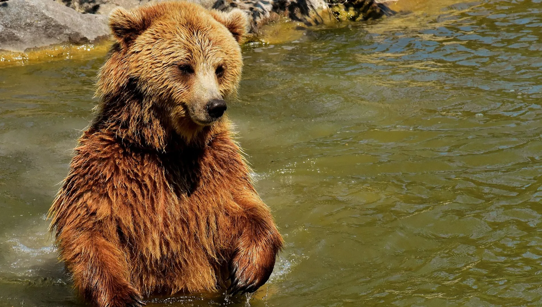 ZOO zadbało o napadniętego niedźwiedzia. Zapowiada podanie pijanego 23-latka do sądu