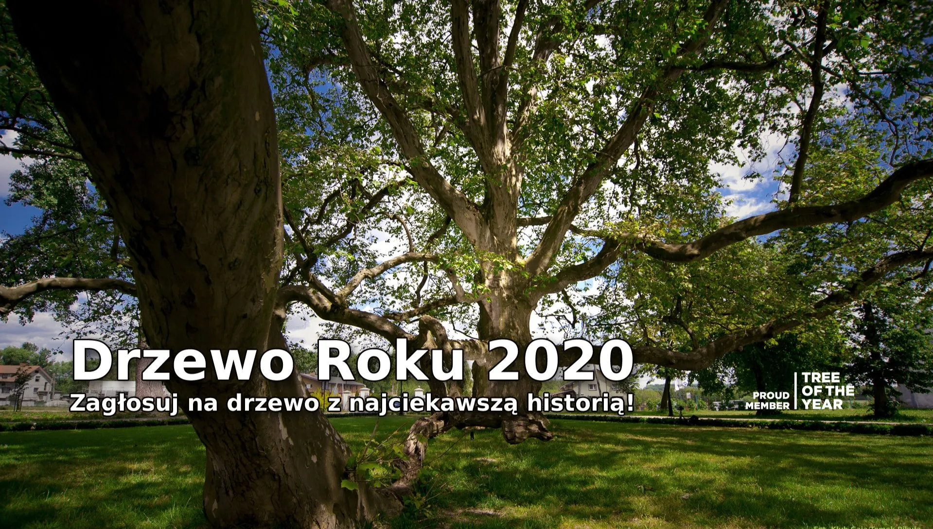 Internetowy plebiscyt Drzewo Roku. Głosuj!