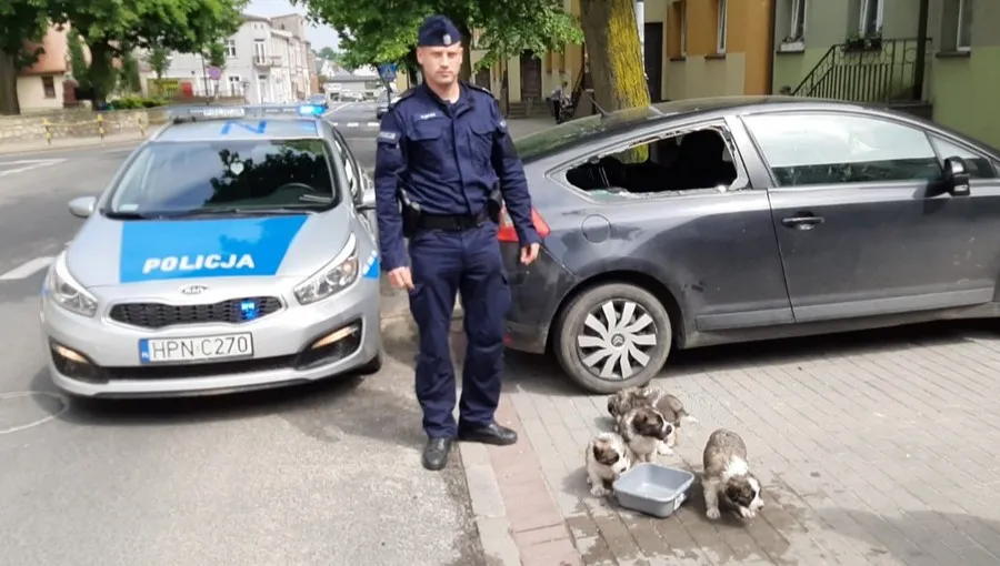 Uratowali szczeniaki zamknięte w nagrzanym aucie