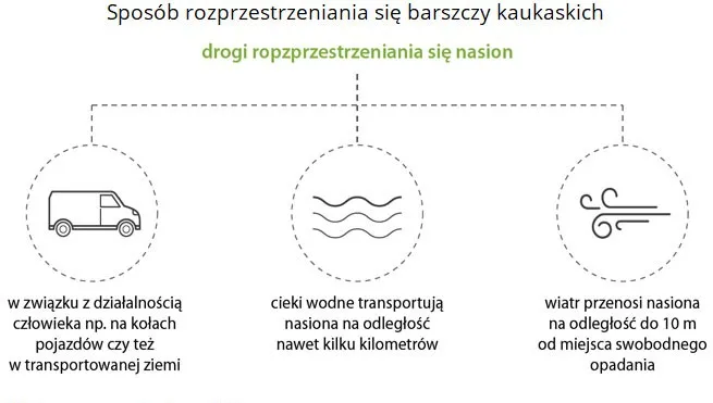 Groźny barszcz Sosnowskiego trzyma się mocno