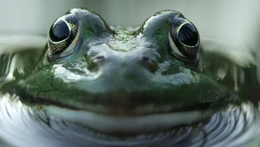 Puszcza Białowieska. Z krainy baśni