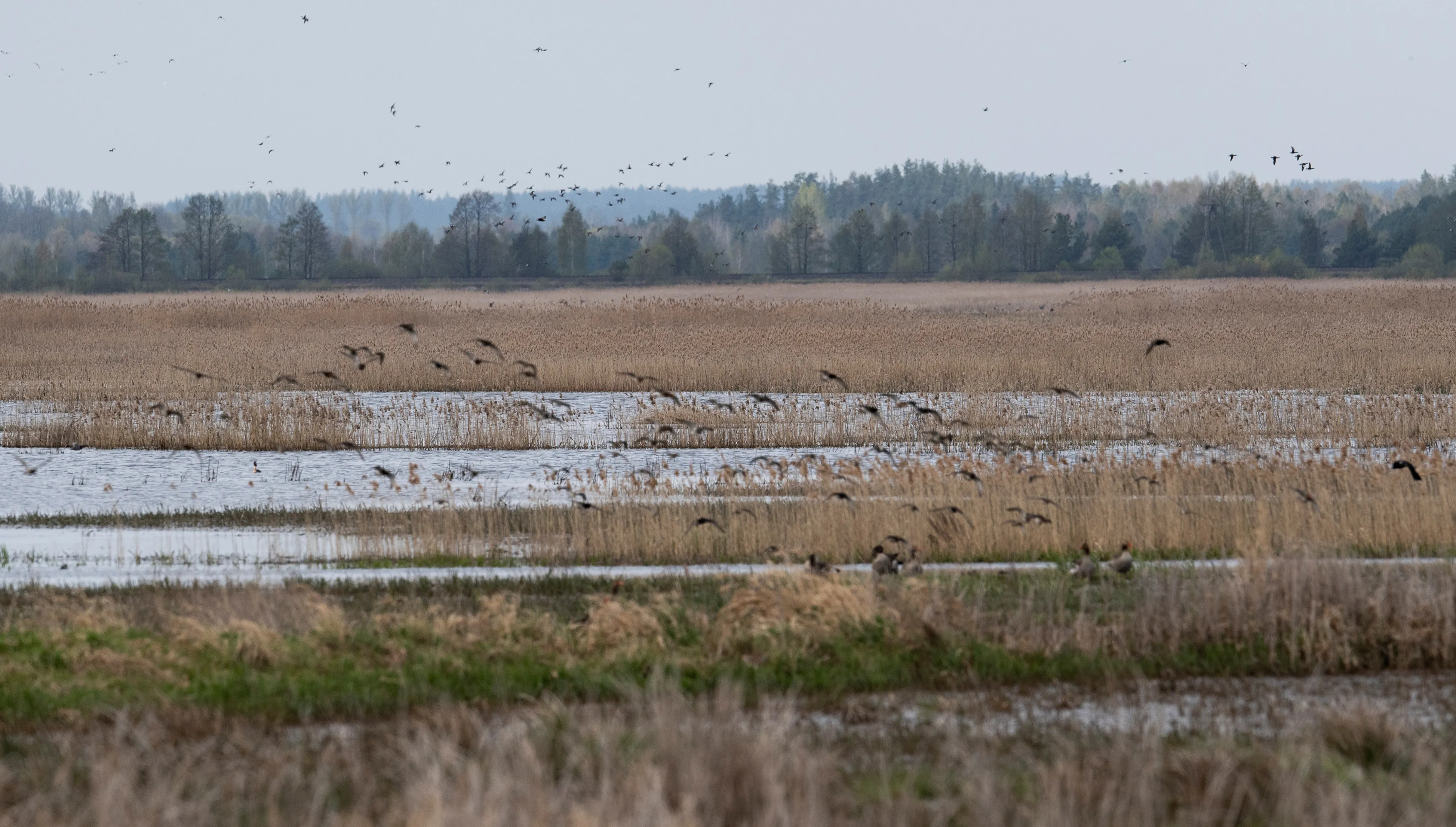 Białowieska kraina Narnii