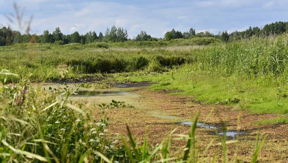 Puszcza Białowieska: Zatrzymać wodę!