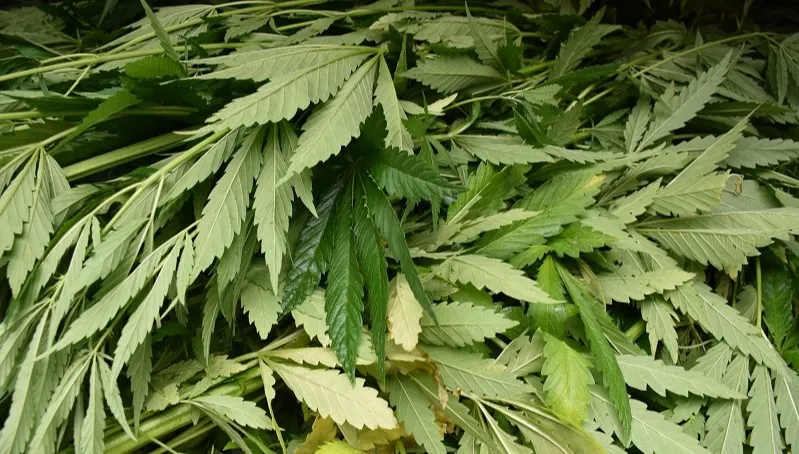 Zlikwidowano wielką leśną plantację konopi indyjskich