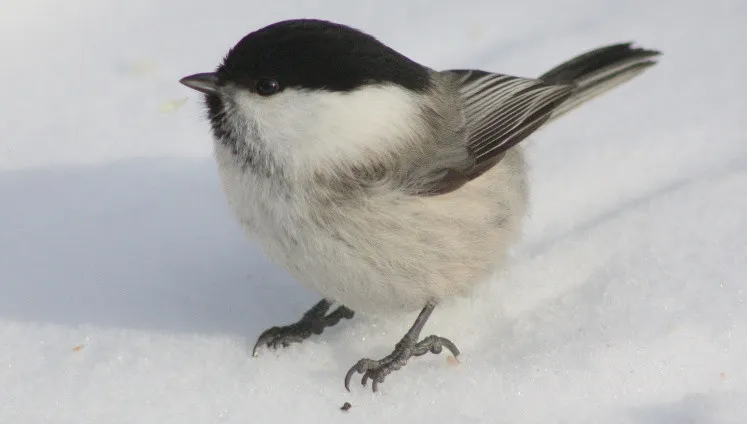sikora czarnogłówka