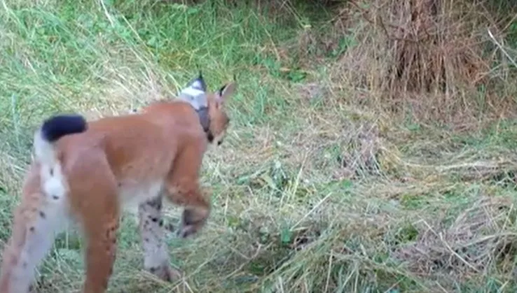 Ryś Horaj świetnie sobie radzi na wolności