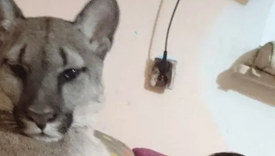 Poznańskie zoo dogadało się z byłym właścicielem pumy