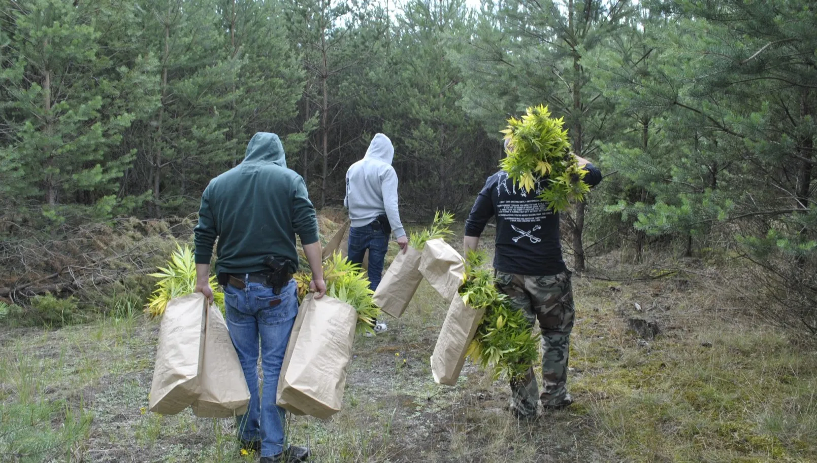 W Działoszynie zlikwidowano wielką plantację konopi