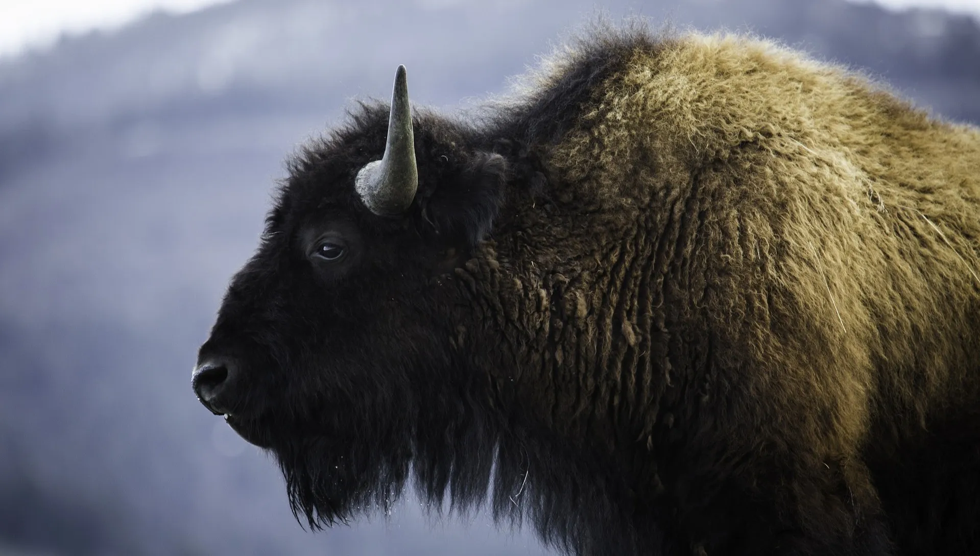 Na Podkarpaciu ponad 100 młodych żubrów