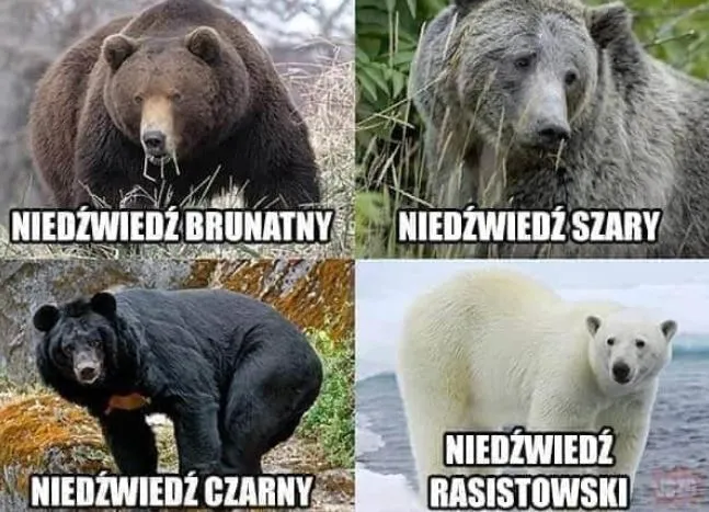 Niedźwiedź rasista?