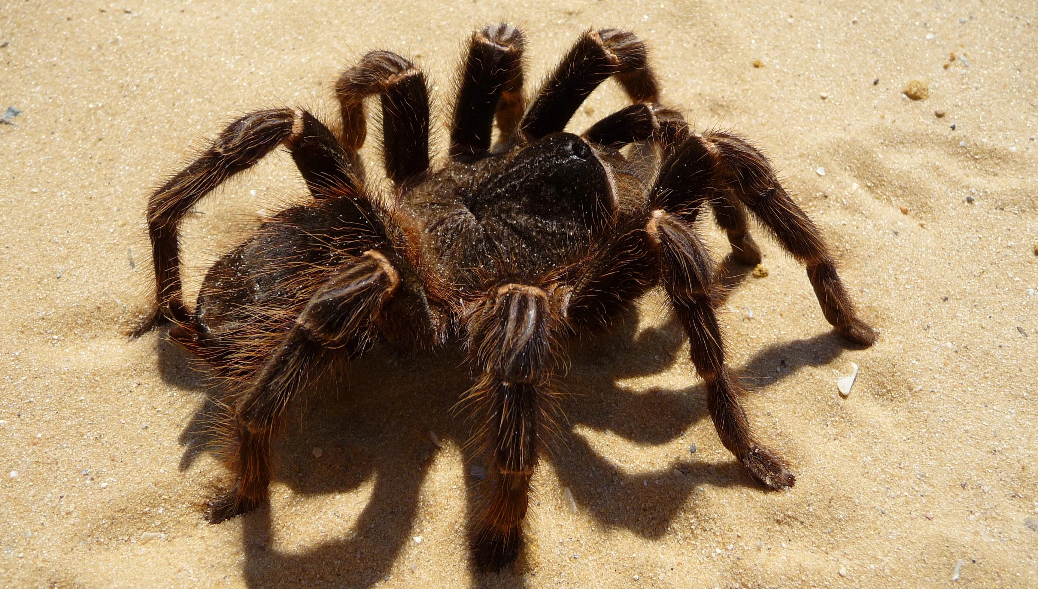 W domu znalazła… olbrzymiego pająka. Nieproszony gość chodził po ścianie w przedpokoju