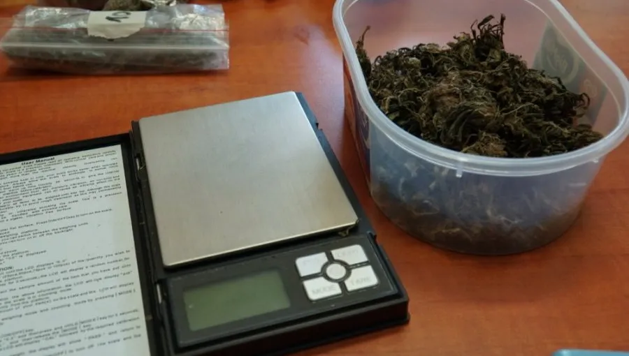 Pod Nadarzynem zlikwidowano plantację konopi