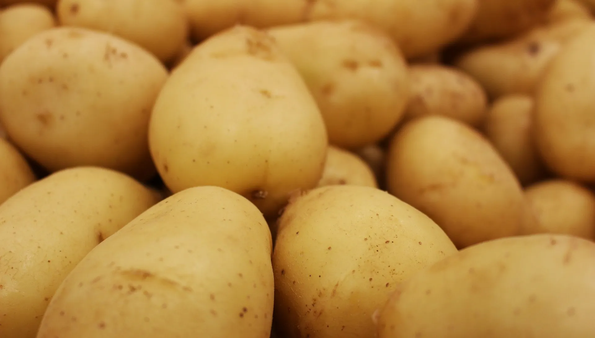 Polska potęgą w uprawie ziemniaka