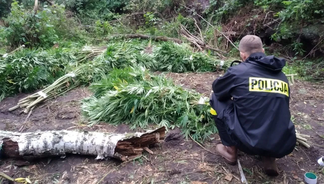 W lesie pod Tuszynem odkryto plantację konopi