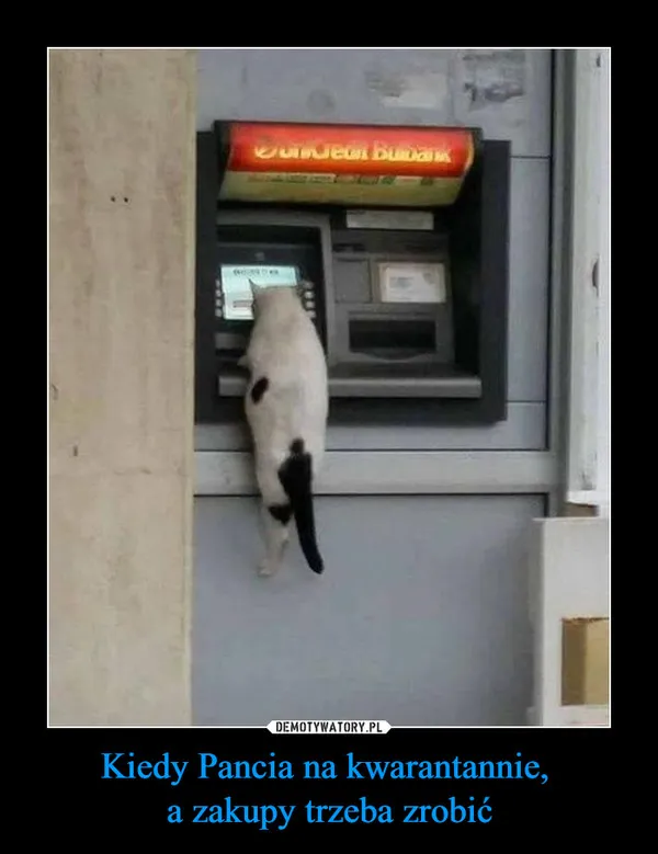 Pancia na kwarantannie