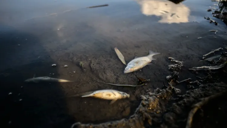 Śnięte ryby znalezione nad Wisłą