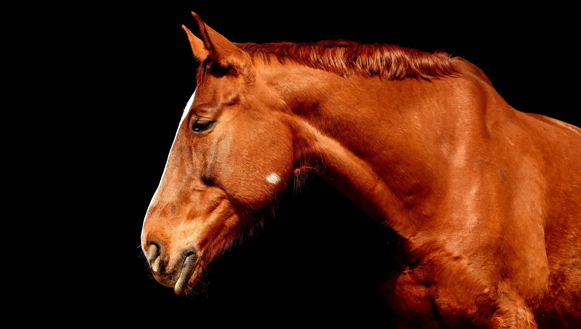Padł koń postrzelony przez myśliwego