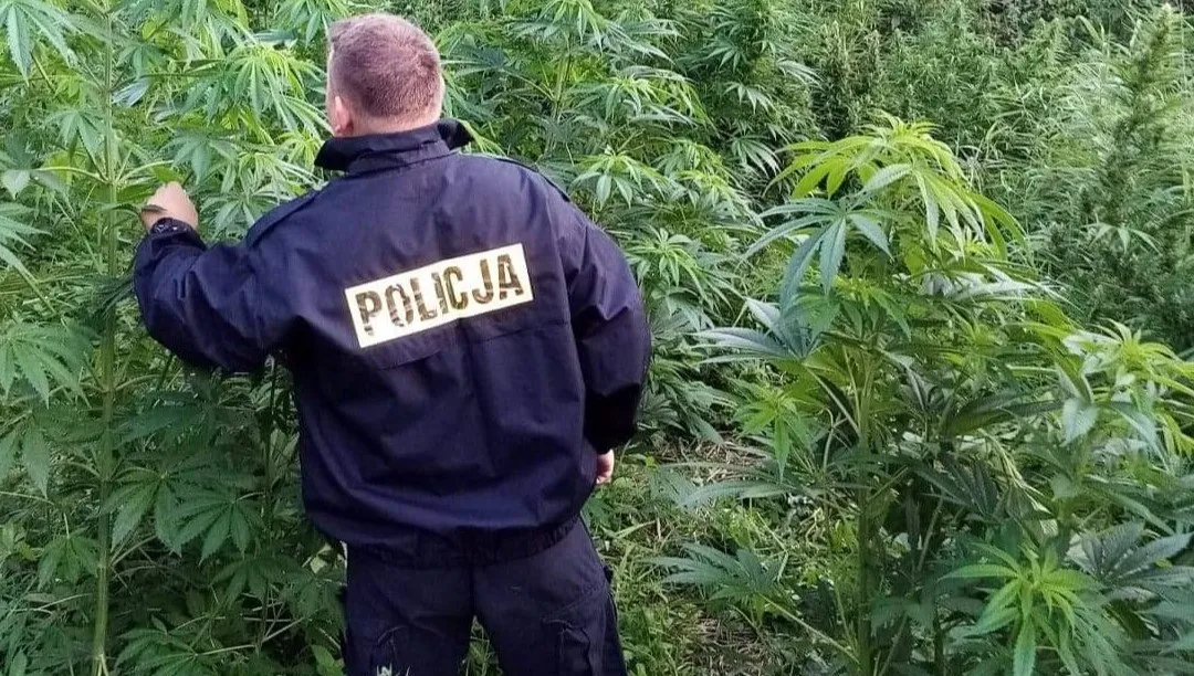 Na nieużytkach rosło 80 krzaków konopi