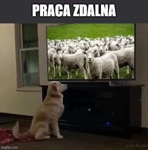 Praca zdalna