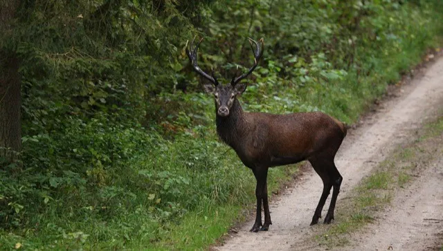 Jeleń, który zaatakował grzybiarzy, został zastrzelony
