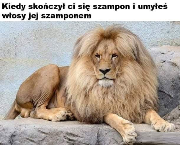 Szampon