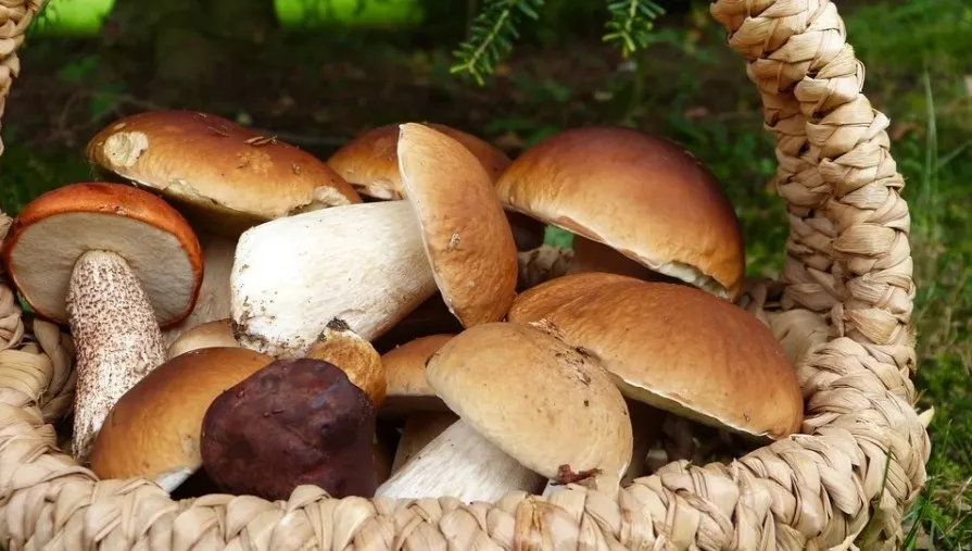 Włoskie służby bez litości dla grzybiarzy. Skonfiskowano... 100 kilogramów borowików