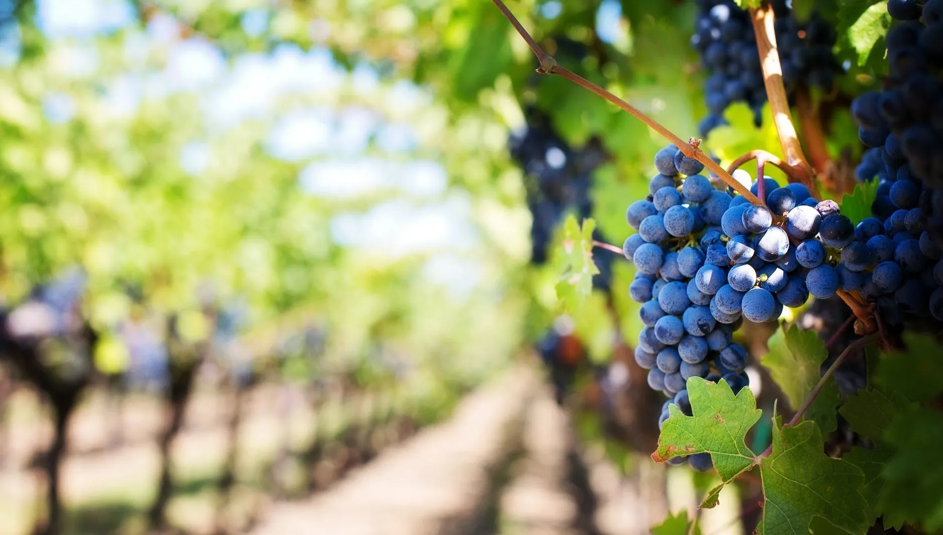 Ta wieść zasmuci miłośników "napoju bogów". Słynne winnice Napa Valley w płomieniach! 