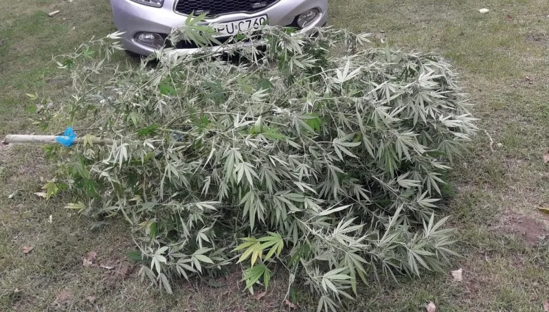 Kontrola drogowa doprowadziła do... plantacji marihuany