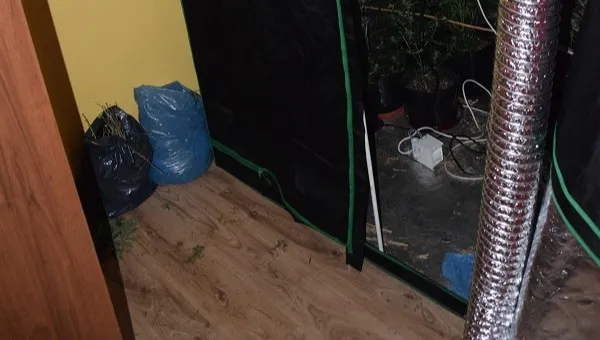Plantacja konopi indyjskich w... wynajmowanym mieszkaniu