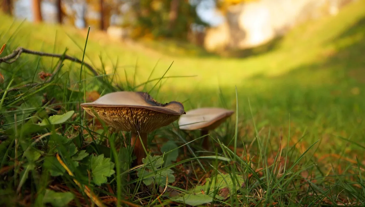 Podkarpackie lasy oblężone przez... Rumunów