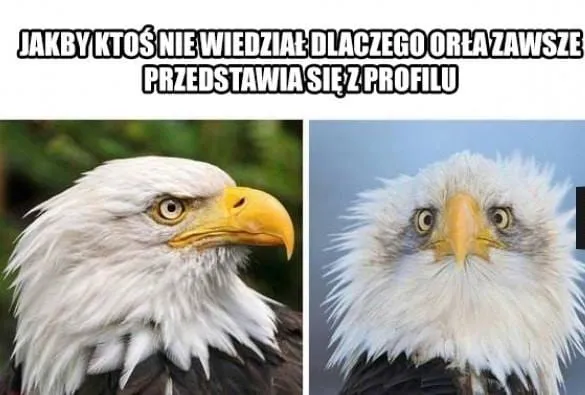 Orzeł tylko z profilu