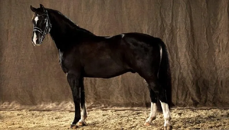 Koń Valegro trzy razy sięgnął po mistrzostwo olimpijskie. Teraz doczekał się pomnika!