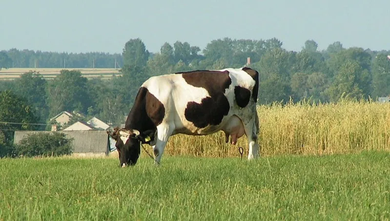 35 krów zginęło po zerwaniu linii energetycznej