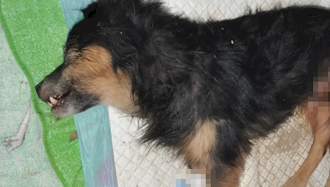 Policja poszukuje właściciela zakopanego psa