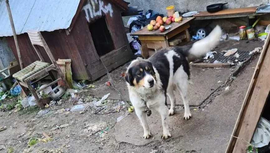 Policja odebrała właścicielom zaniedbane szczenięta