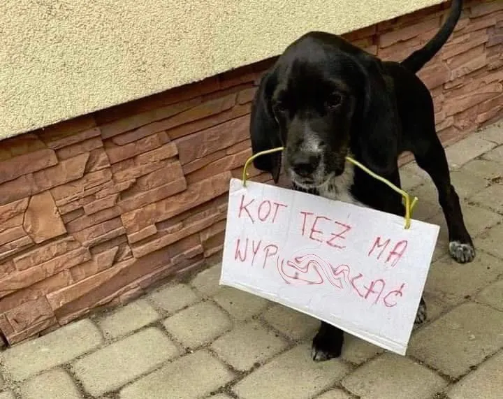 Kot też