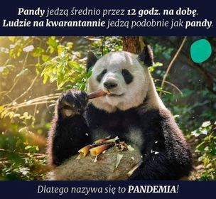 Pandemia!