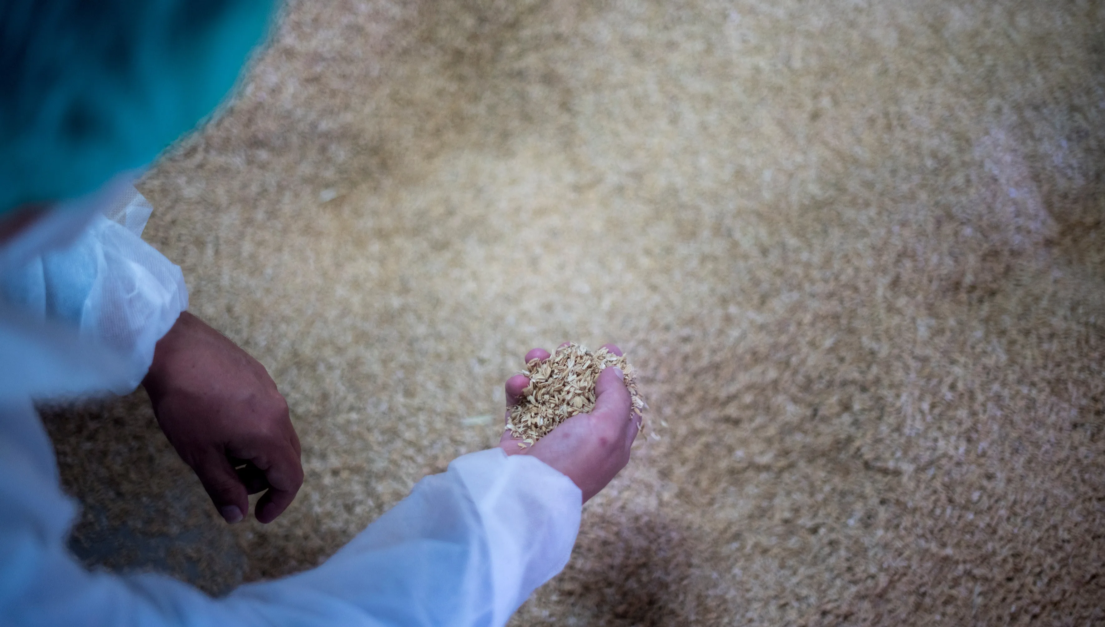 Części samochodowe z łusek ryżowych? Ruszyły testy!