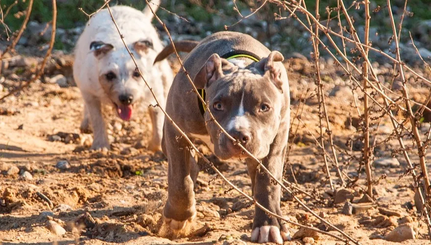 Rozczłonkowane ciało w domu. Posesji pilnował amstaff