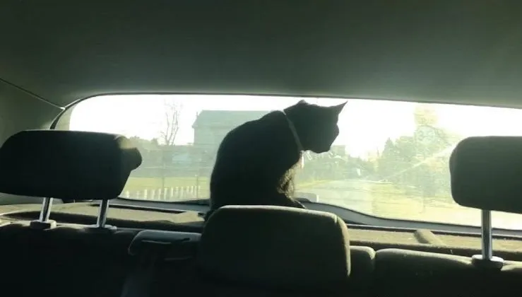 Policjanci zabrali pasażera na gapę