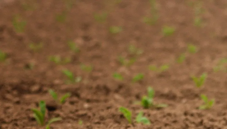 Polska burakiem ćwikłowym stoi