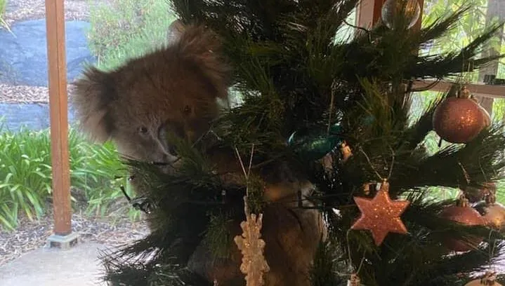 Koala w świątecznej pułapce! Wszedł do domu, usiadł na choince i zaplątał się w światełka
