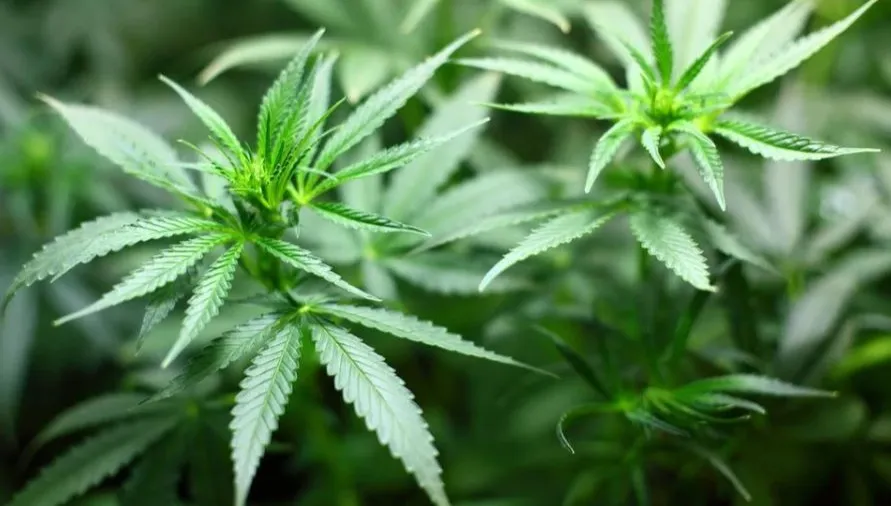 Zlikwidowano plantację konopi indyjskich