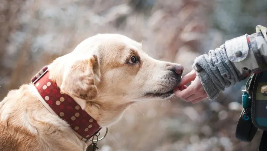 Na trudy pracy - piesek. Labrador Denver wspiera jarocińskich medyków