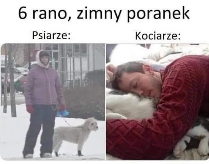 Psiarze vs Kociarze