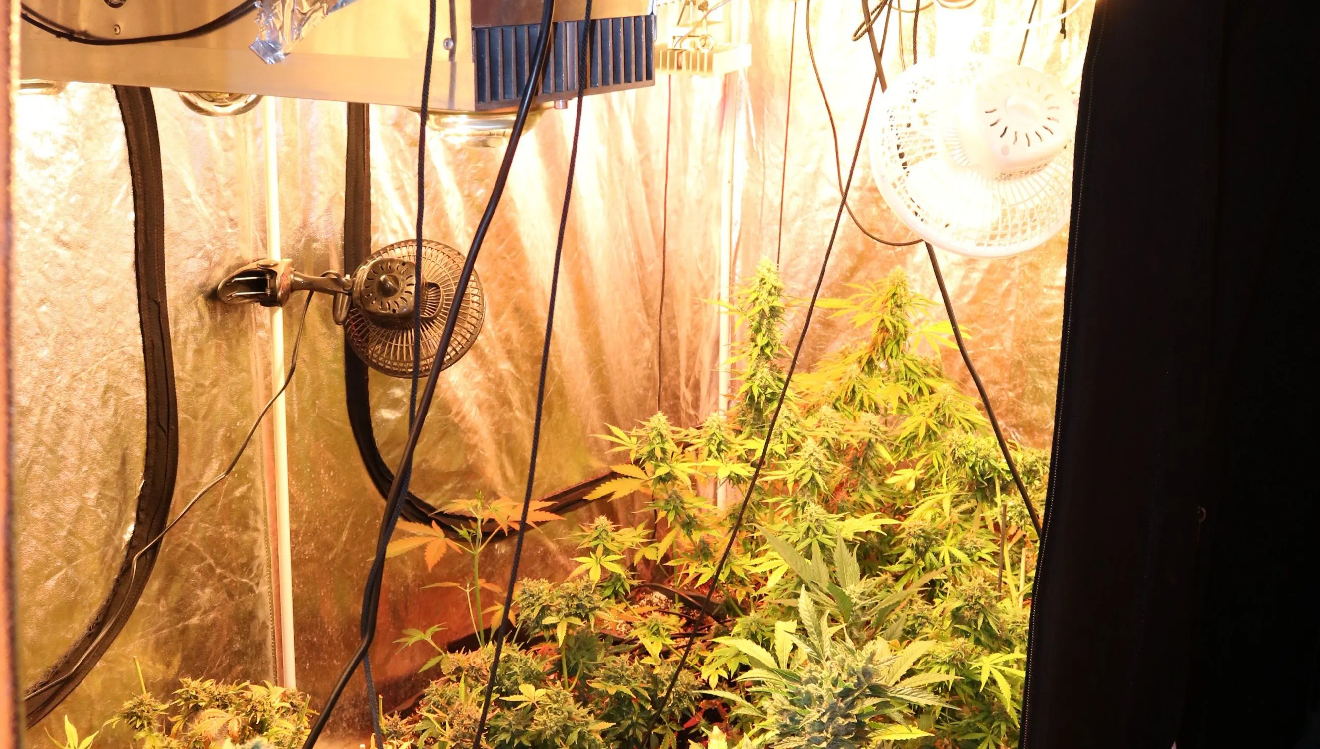 Marihuana, broń i anaboliki. Za ten zestaw do aresztu