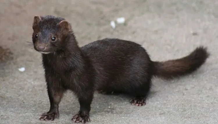 Hodowcy norek drżą przed koronawirusem. Największe zagłębie ferm ze wzmożonymi kontrolami