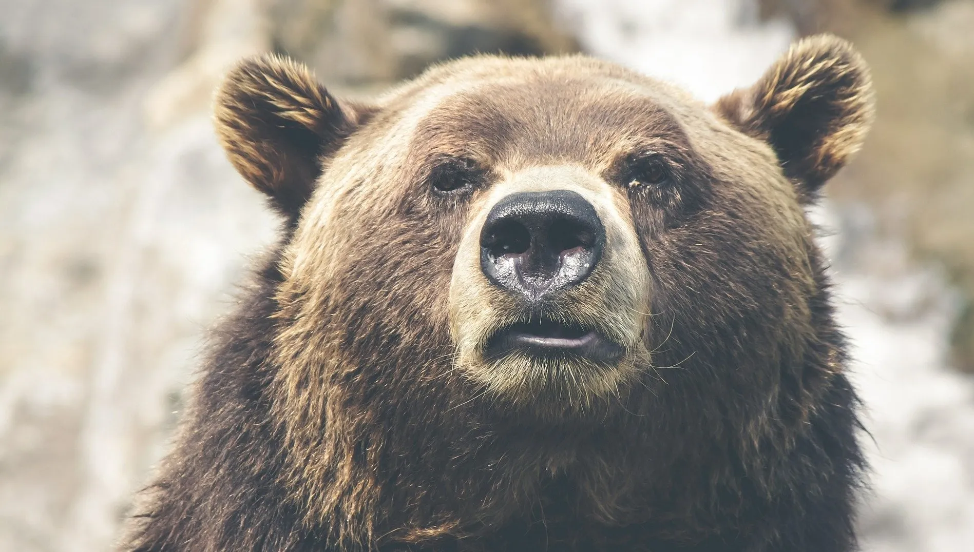 Nie żyje niedźwiedzica ze stołecznego zoo